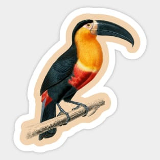 Vintage toucan bird-animalia clothing Sticker